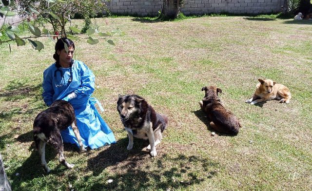 La sensisibilidad ciudadana frente a la fauna urbana exige respuestas serias y humanas