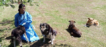 La sensisibilidad ciudadana frente a la fauna urbana exige respuestas serias y humanas